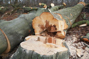 Forstarbeit Baum fällen kleine Schlägerungsarbeiten