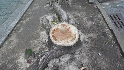 Wurzelstock soll entfernt werden